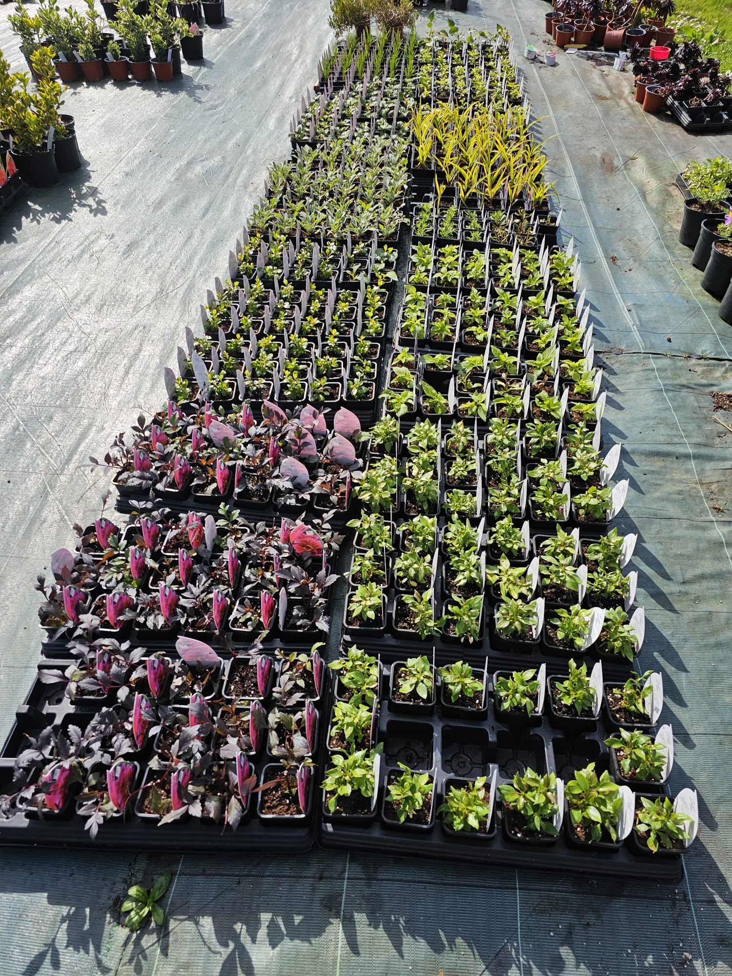 Perennials
